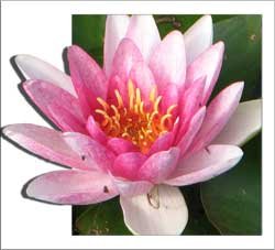 Blomma
