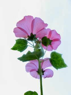 Blomma