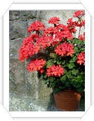 Blommor