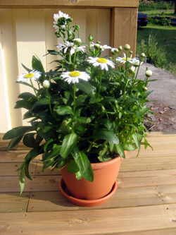 Blommor