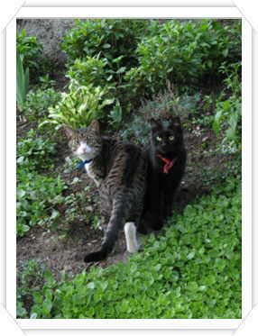 Tores katter