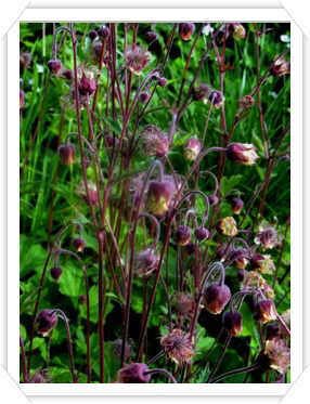 Humleblommor