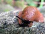 Snigel