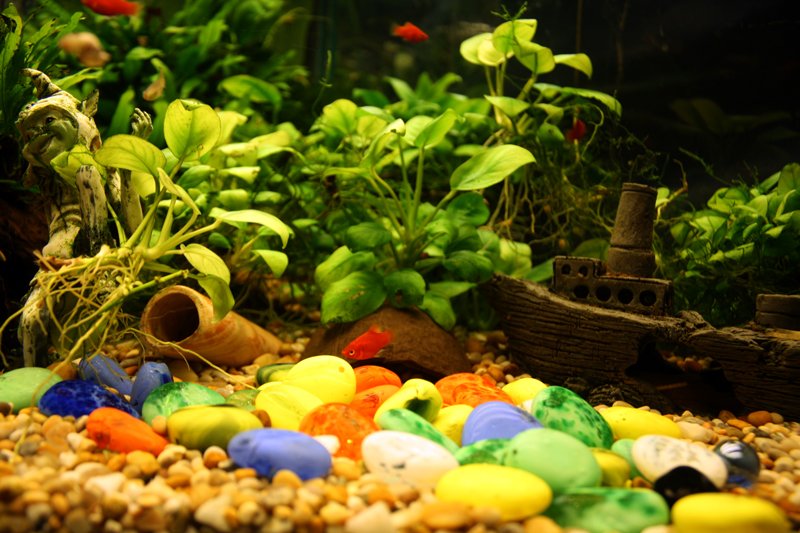 Elvys akvarium