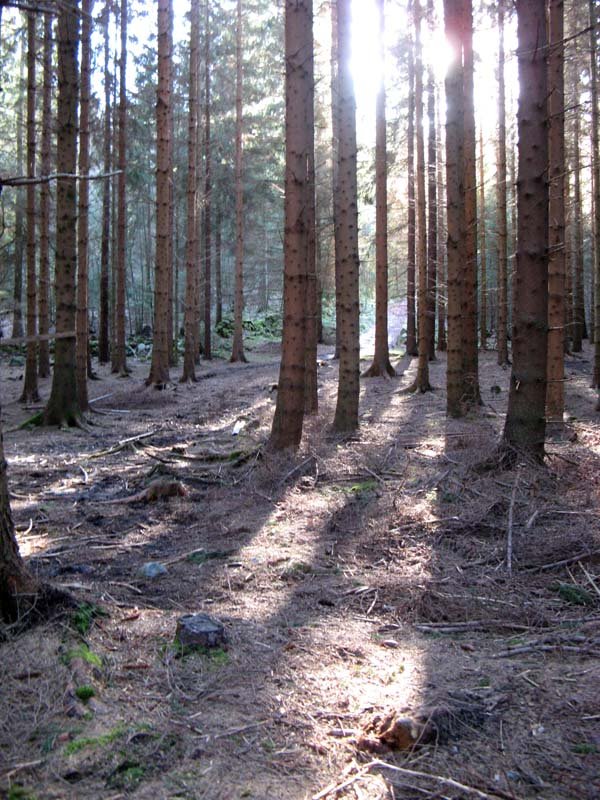 Skogen