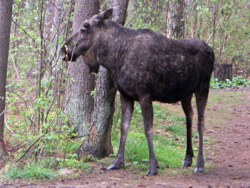 Älgkalv
