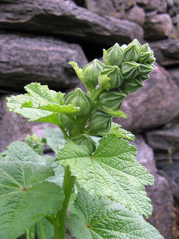 Stockros
