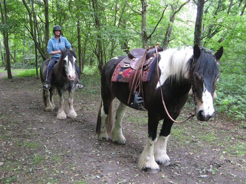 Beethoven och Bellman