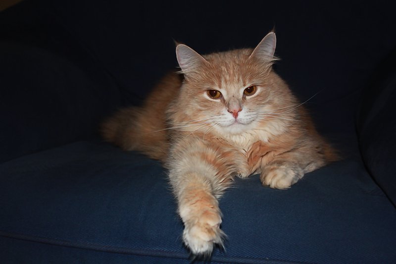 Dag-Otto