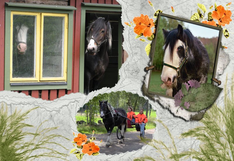 Hästarna
