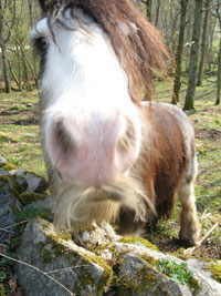 Beethoven behöver ansas.